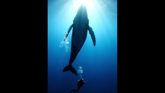 4399在线观看视频 视频 - 深蓝星球：探索海洋深处的未知世界